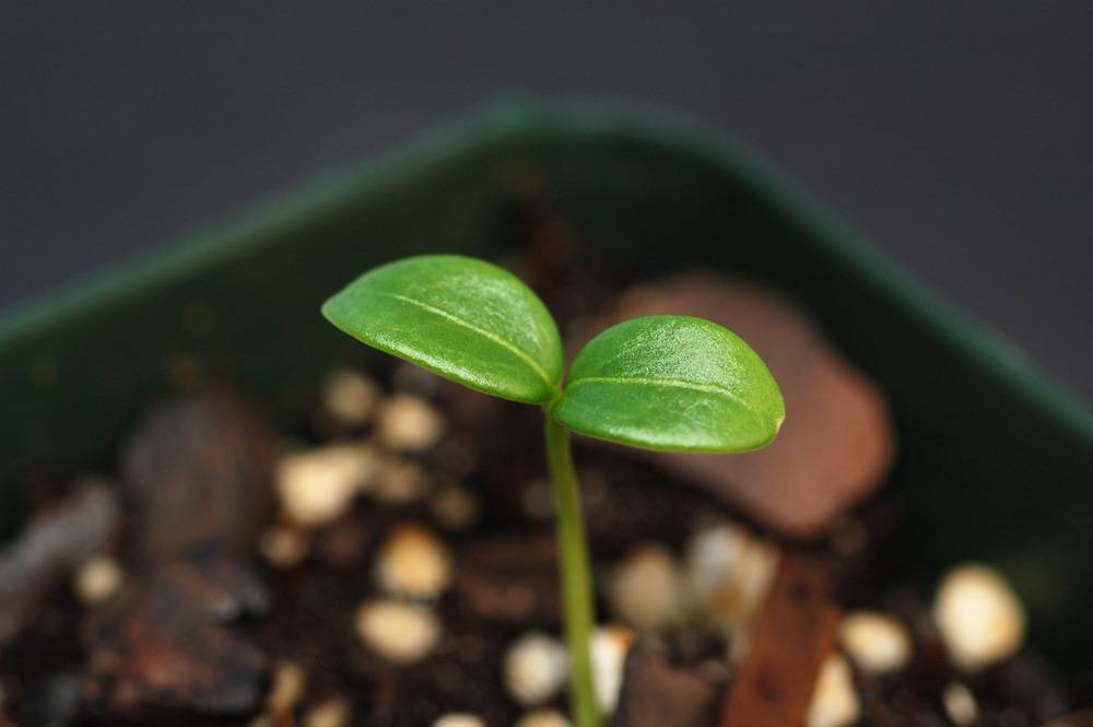 By Robyn J. Burnham, University of Michigan